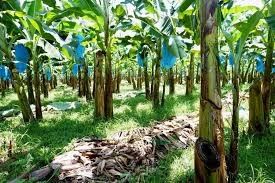आसान परिवहन हार्डवेयर के लिए 250KG औद्योगिक फार्म केला केबलवे रोलर
