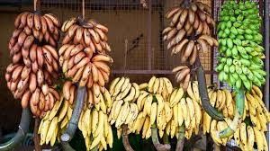 250KG कृषि केले केबलवे रोलर्स ट्रॉली फास्ट ट्रांसपोर्ट हार्डवेयर केले गरुचा के लिए